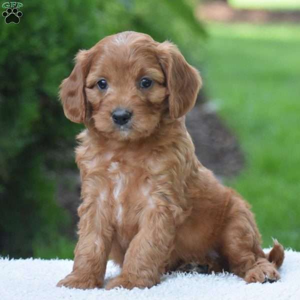 Major, Cavapoo Puppy